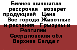 Бизнес шиншилла, рассрочка - возврат продукцией › Цена ­ 4 500 - Все города Животные и растения » Грызуны и Рептилии   . Свердловская обл.,Верхняя Салда г.